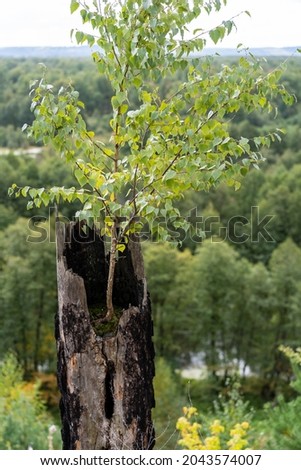 View of a birch tree growing from the stump of a burnt tree, against the background of an autumn forest in the afternoon. The background is blurred. Vertical frame