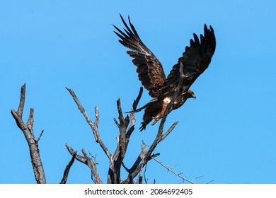 A View Of A Bird Taking Flight