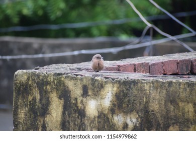 view of birds