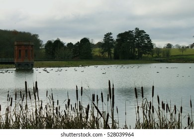 View Of The Birds On The Lake At Sywell Country Park, England.