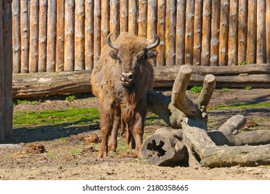 View Of The Bison In The Wild. A Large Artiodactyl Mammal From The Genus Bison