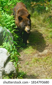 View Of A Black Bear In Maine