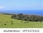 View to the black cattle raised on the emerald green hills and pastures surrounding Waimea countryside, Big Island, Hawaii, USA with the coastline of the pacific ocean in blurred background