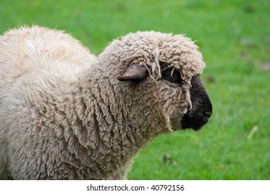 View Black Faced Sheep Green Grass Stock Photo 40792156 | Shutterstock