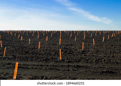 View Of A Black Field With Rows Of Small Seedlings Of Fruit Trees In Orange Rabbit-proof Bags. Gardening, Agriculture. Planting Spring Works. Soft Focus. Artificial Grain.