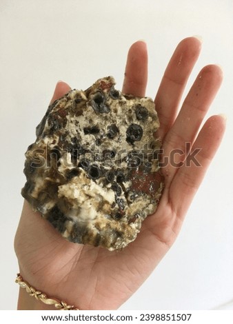 view of the Black Sea oyster