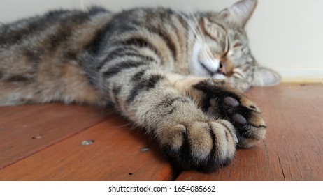 View of black striped grey house cat resting on the wooden floor. It is one of the favorable pet for people. Petting a cat has a positive calming effect and good companions. Relaxing, lazy weekend.