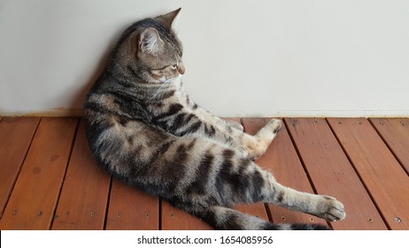 View of black striped grey house cat resting on the wooden floor. It is one of the favorable pet for people. Petting a cat has a positive calming effect and good companions. Relaxing weekend.Tabby