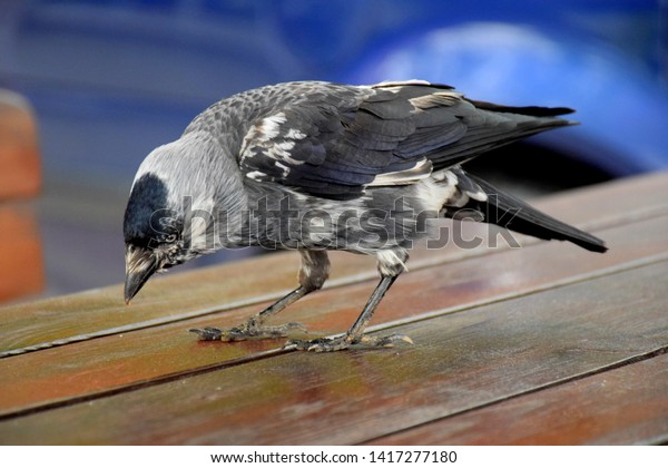 A view of a black, white, and grey crow or other bird
pecking on the wooden table with his head bent downwards with a
body of a blue car behind seen in a Polish public park during a
sunny spring day