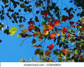 View Of Blackgum (nyssa Sylvatica) Leaves Changing Color In The Fall With A Blue Sky Background.