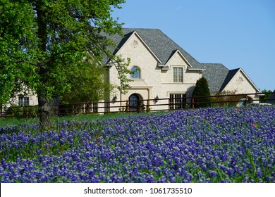 View of blooming Bluebonnet flowers during spring time near the Texas Hill Country