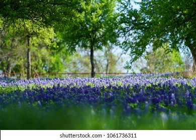 Texas Bluebell Images Stock Photos Vectors Shutterstock