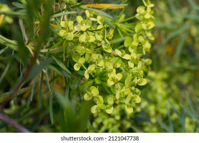 View of blooming Euphorbia regis-jubae at spring day