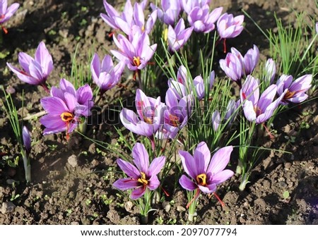 View of blooming flowers crocus sativus growing in an organic garden. In October, the saffron is usually perfect for harvesting.        