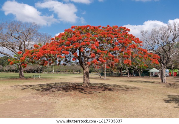 View of a\
blooming Royal Poinciana tree (Delonix regia) also known as\
flamboyant, flame of the forest tree and captured in the New Farm\
Park in Brisbane, Australia on a sunny\
day