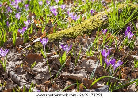 View of blooming spring flowers crocus growing in wildlife. Crocuses in the spring forest. Waking up nature. Primroses. Purple crocus growing in the forest clearing