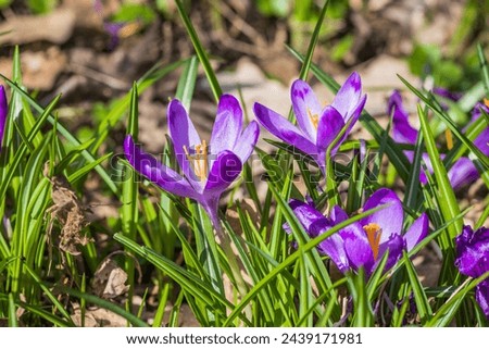 View of blooming spring flowers crocus growing in wildlife. Crocuses in the spring forest. Waking up nature. Primroses. Purple crocus growing in the forest clearing. Close-up
