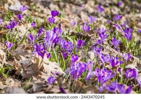 View of blooming spring flowers crocus growing in wildlife. Crocuses in the spring forest. Waking up nature. Primroses. Purple crocus growing in the forest clearing. Close-up