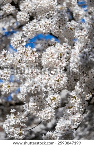 View of blooming white cherry branches against a blue sky.