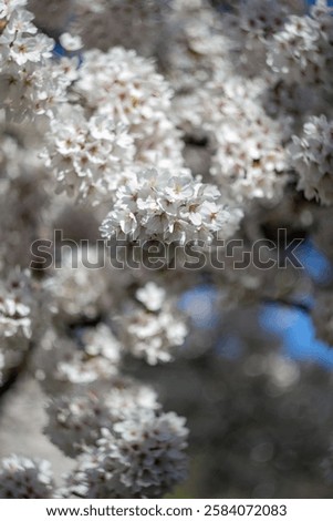 View of blooming white cherry tree branches in sunlight