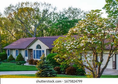 View Of Blooming White Dogwood Tree At Sunset; Front Yard Of Ranch Style Midwestern House In Background; Spring In Missouri