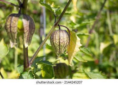 A View Of Blossoming Tomatillo Fruit, In A Garden Setting.