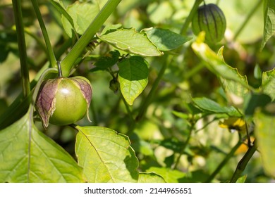 A View Of Blossoming Tomatillo Fruit, In A Garden Setting.