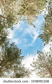 View up to the blue sky with clouds through the branches and trunks of pine trees stretching up.