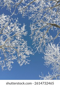 a view of the blue sky with snow covered branches
