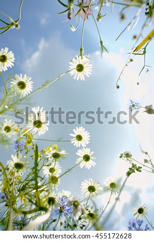 Similar – Image, Stock Photo let the sun shine …