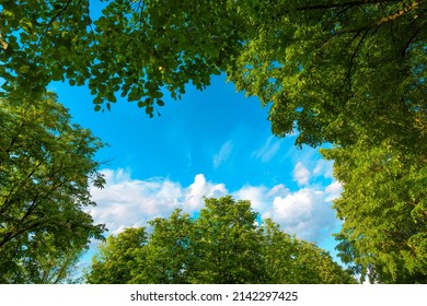 View of blue sky through green treetops, springtime season background, low angle view - Shutterstock ID 2142297425