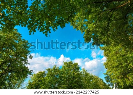 View of blue sky through green treetops, springtime season background, low angle view