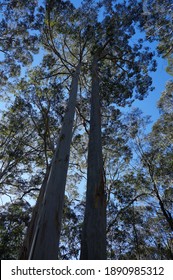 View Of Blue Sky Through Blue Gum Forest Canopy                              