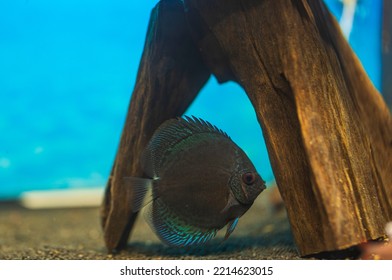 View Of Blue Snakeskin Discus Fish Cichlid Swimming In Aquarium. Sweden.