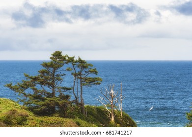 View From Bluff Of Wind Shaped Tress And Snags Atop A Cliff Overlooking The Pacific Ocean Where Cloudy Skies Meets The Blue Sea.