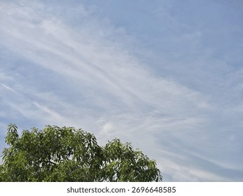 View of a bluish sky with a pattern of thin white clouds decorated with trees as the foreground.