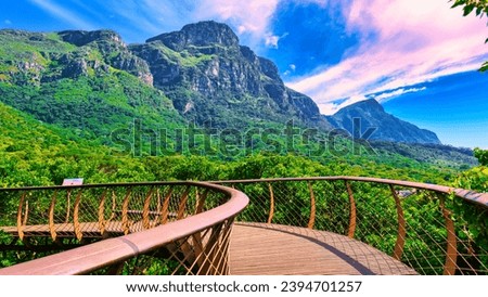 View of the Boomslang walkway in the Kirstenbosch Botanical Garden in Cape Town, Canopy bridge at Kirstenbosch Gardens in Cape Town, built above the lush foliage in South Africa