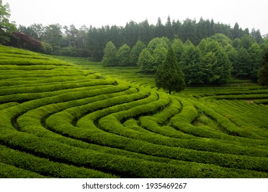 View Of Boseong Green Tea Field