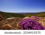 View from Botterkloof Pass between Clanwilliam an Calvinia with flowering ice plant (Mesembryanthemum ssp.), Western Cape, South Africa