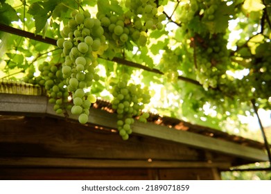 View from the bottom of bunches of white grapes hanging on the vines nearby a roof of wooden house in rural scene. Growing organic grapes in summer cottages in the countryside. Viticulture. Gardening - Shutterstock ID 2189071859