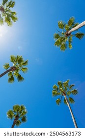 View from bottom on top of palm tree with sky and clouds. Travel destinations. Bottom view texture of trunk of palm tree on background of palm leaves and blue sky. Travel concept to exotic countries.