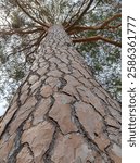 View from bottom to top of a Scots Pine Tree in the garden of Royal Palace of Gödöllő, Hungary on a sunny day in summer. Detail of abstract pattern of the bark. Branches with needles at top. Vertical