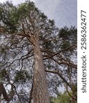 View from bottom to top of a Scots Pine Tree in the garden of Royal Palace of Gödöllő, Hungary on a sunny day in summer. Branches with needles. Vertical image.