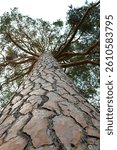 View from bottom to top of a Scots Pine Tree in the garden of Royal Palace of Gödöllő, Hungary on a sunny day in summer. Detail of abstract pattern of the bark. Branches with needles at top. Vertical