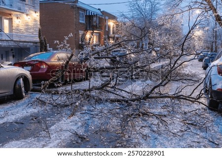 view of a branch fallen from a tree heavy with ice from a storm in a city street with the cars parked on the evening