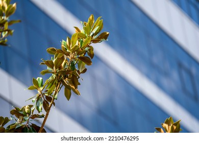 View Of A Branch With Leaves Of A Southern Magnolia Tree, On A Blurry Background Of A Building With Blue Windows, On A Sunny Day