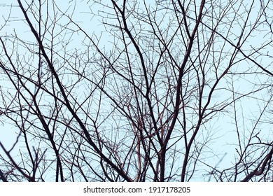 view of branches without leaves background, abstract, stress sadness