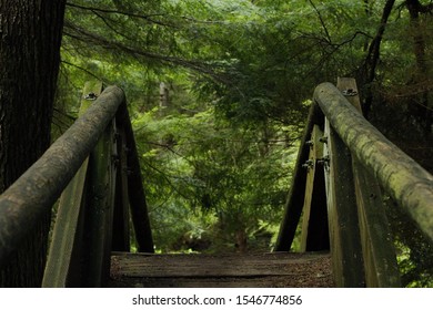 View From Bridge Into Luscious Forest