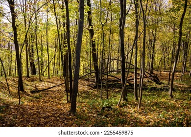 View of a bright autumn forest strewn with fallen leaves - Shutterstock ID 2255459875