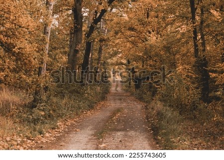 View of bright colorful autumn forest on sunny day. Orange, yellow, red leaves of trees. Path deep into the forest in the middle.